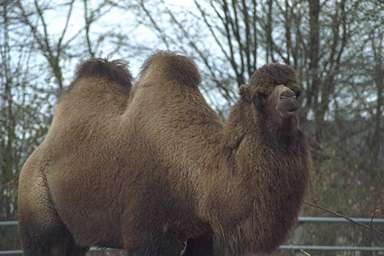 Camel