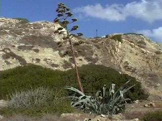 Agave