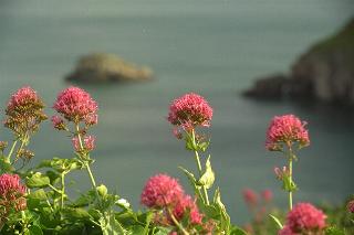 Berry Head